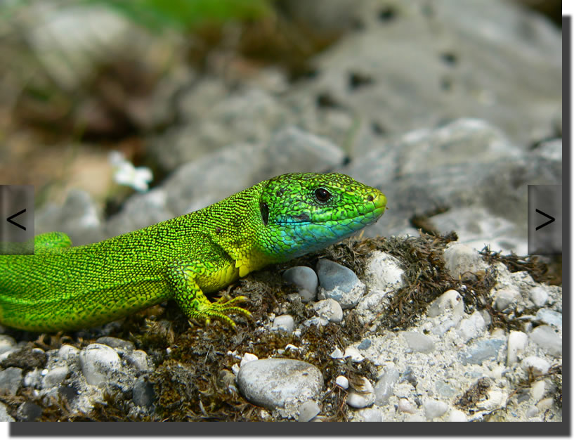 Lacerta viridis